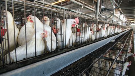 how are animals abused in factory farms